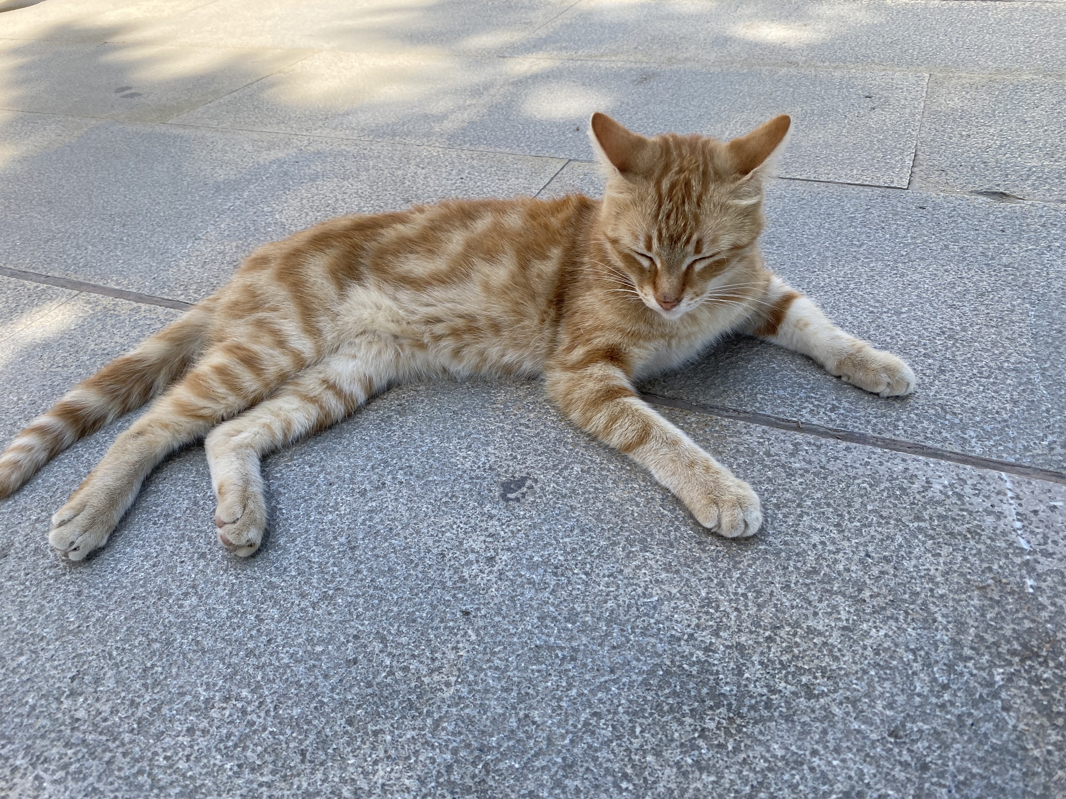 Cat_Delphi_1