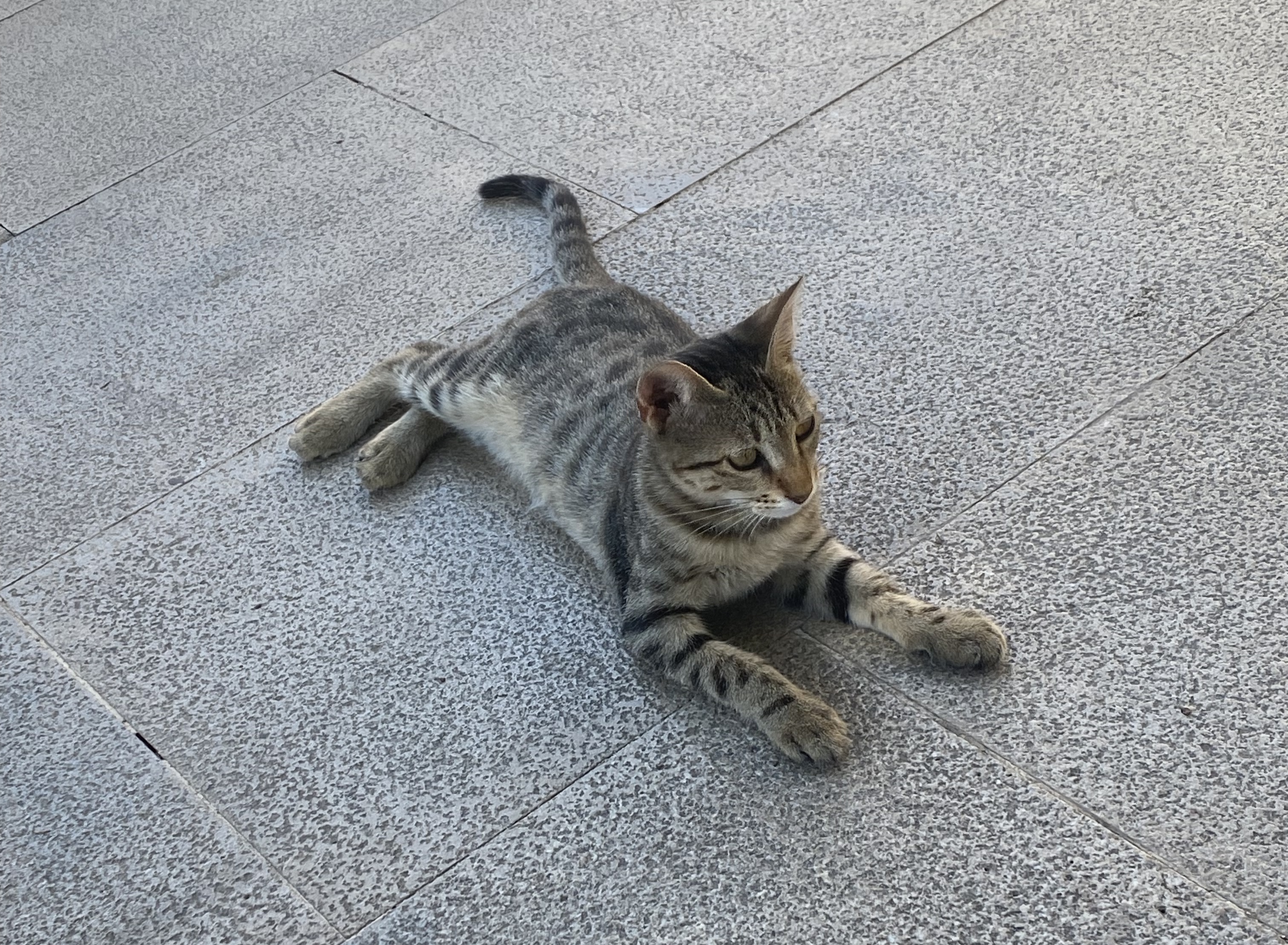 Cat_Delphi_2