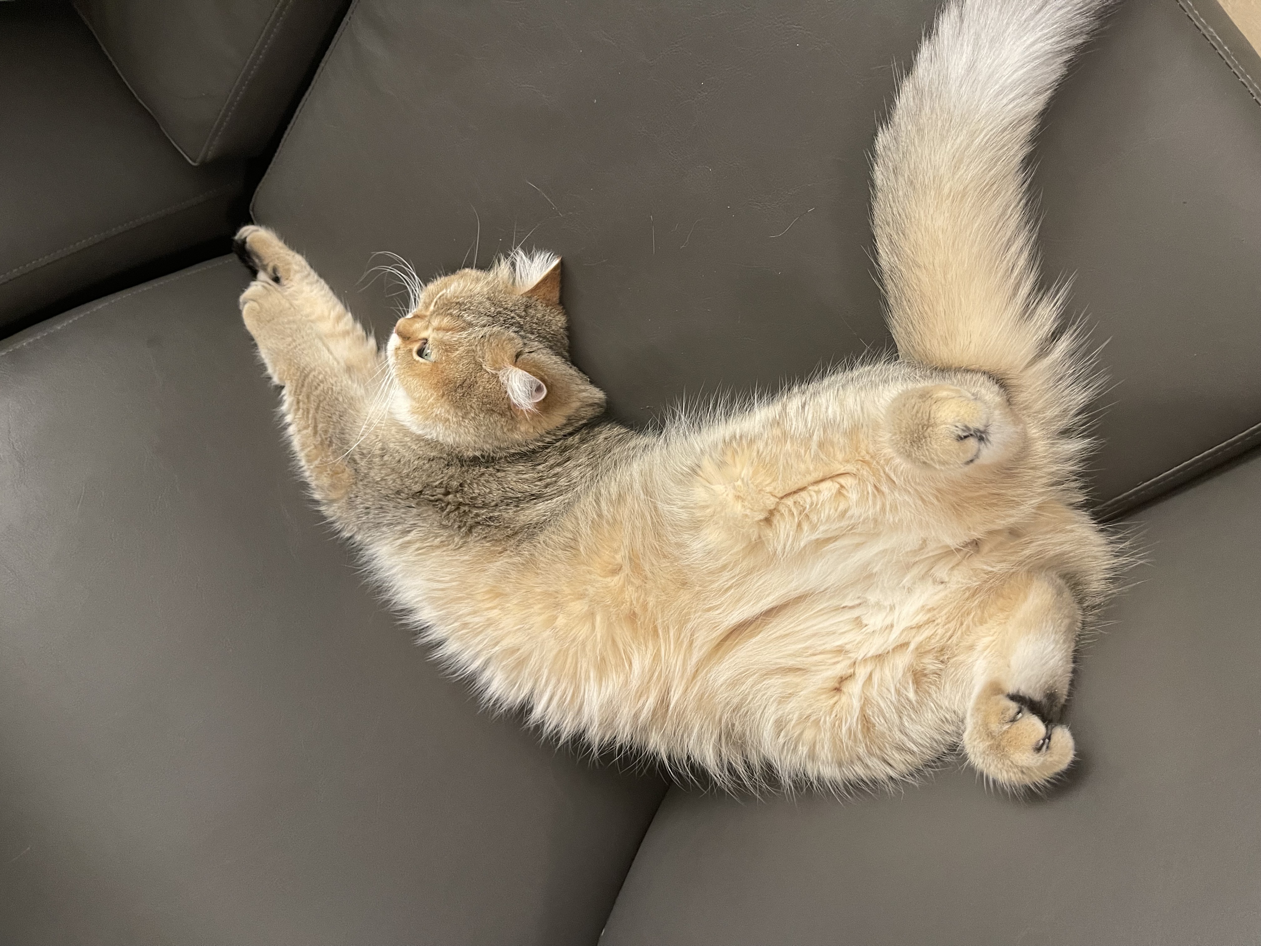 Coco_2