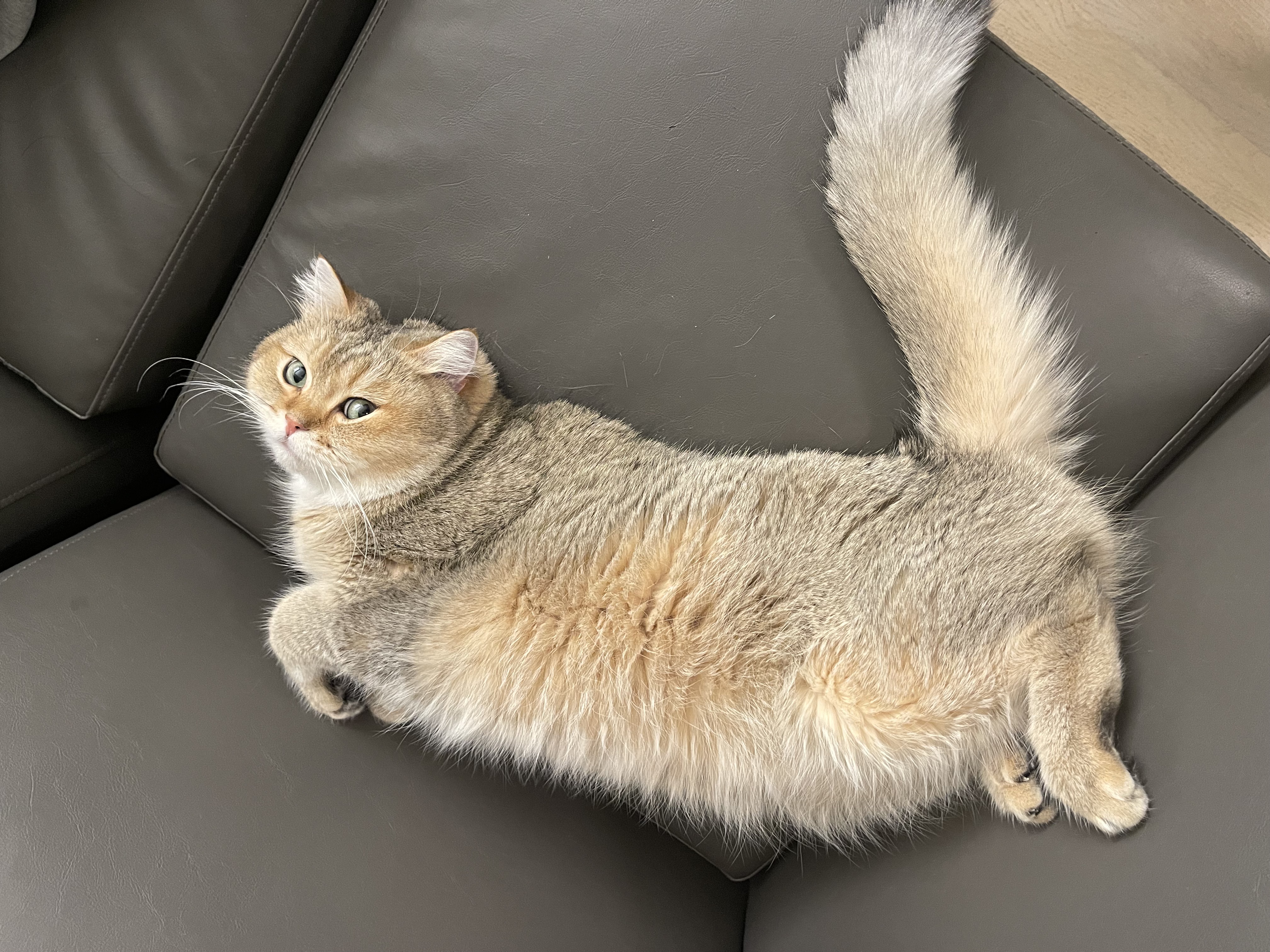 Coco_3