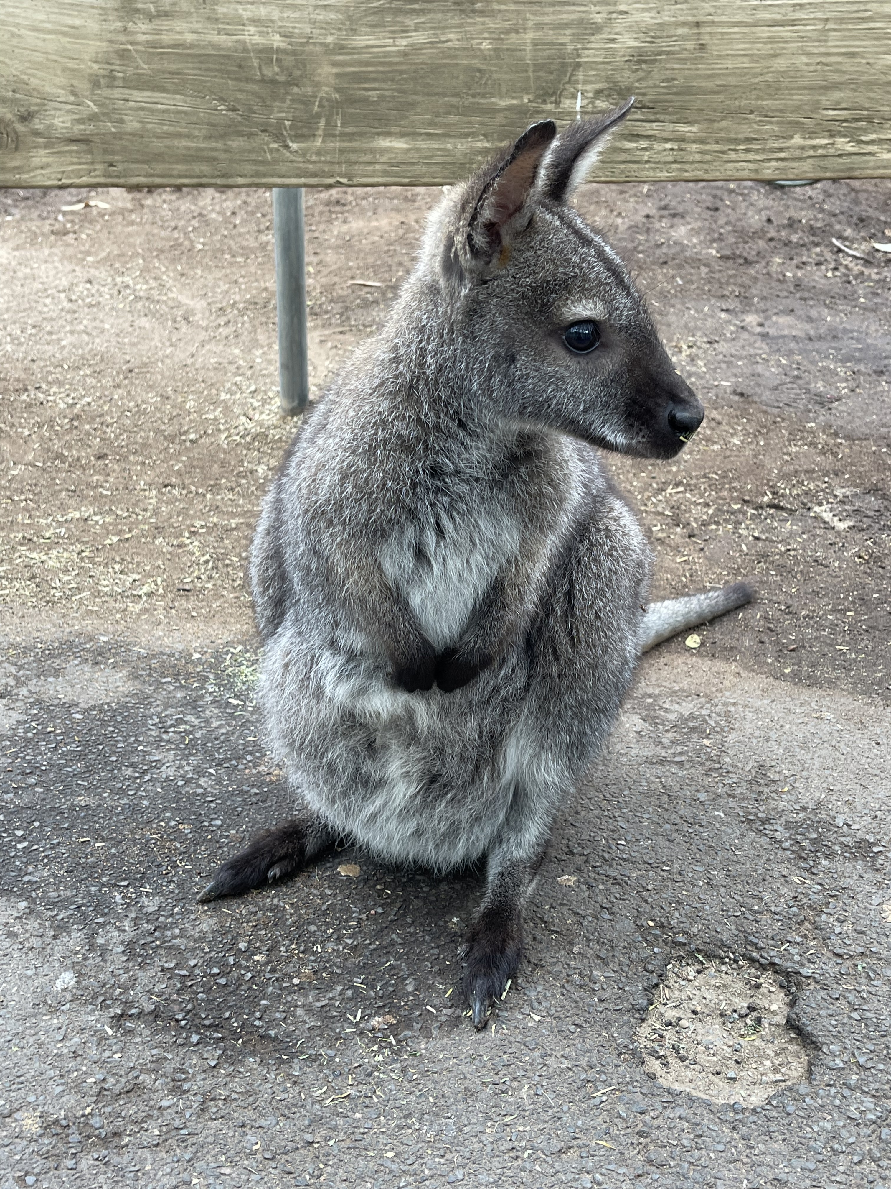 Kangaroo